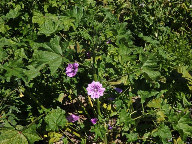 Sléz lesní (Malva sylvestris L.)