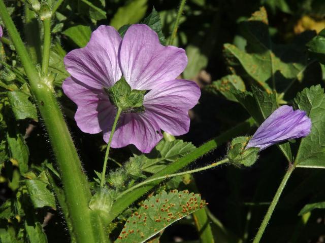 Sléz lesní (Malva sylvestris L.)