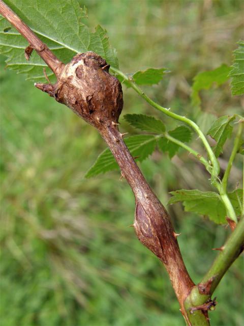 Hálky bejlomorky malinové (Lasioptera rubi)