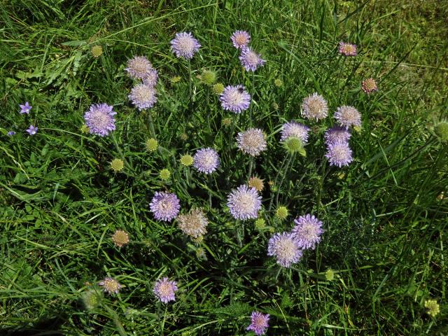 Chrastavec rolní (Knautia arvensis (L.) Coulter)