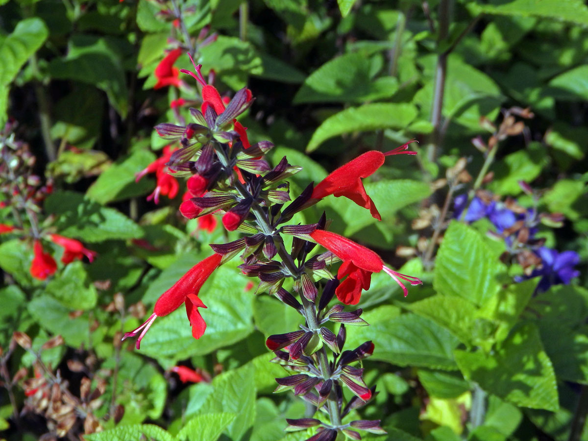 Šalvěj šarlatová (Salvia coccinea Buc’hoz ex Etl.)