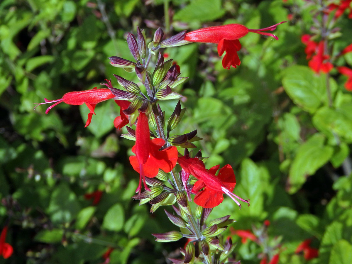 Šalvěj šarlatová (Salvia coccinea Buc’hoz ex Etl.)