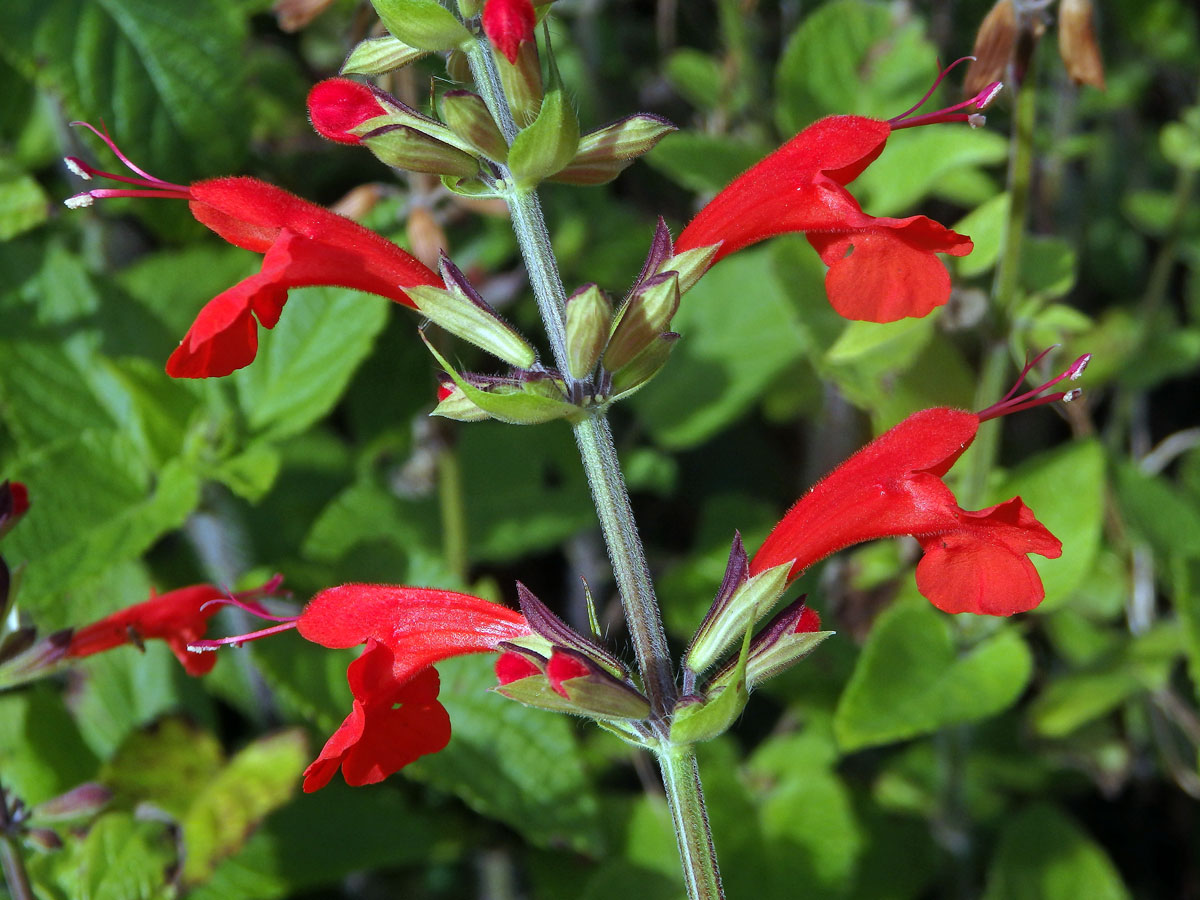 Šalvěj šarlatová (Salvia coccinea Buc’hoz ex Etl.)