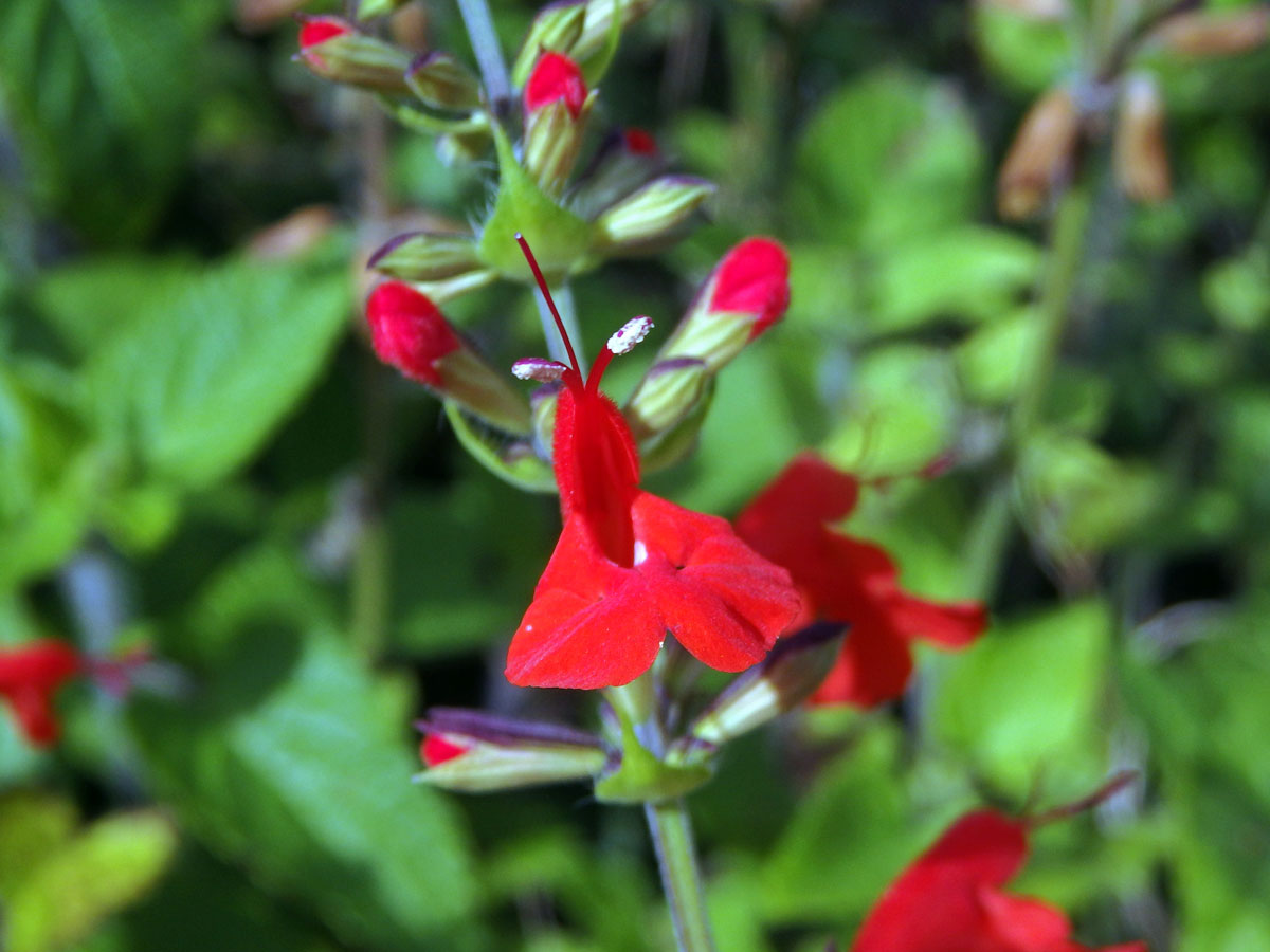 Šalvěj šarlatová (Salvia coccinea Buc’hoz ex Etl.)