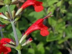 Šalvěj šarlatová (Salvia coccinea Buc’hoz ex Etl.)