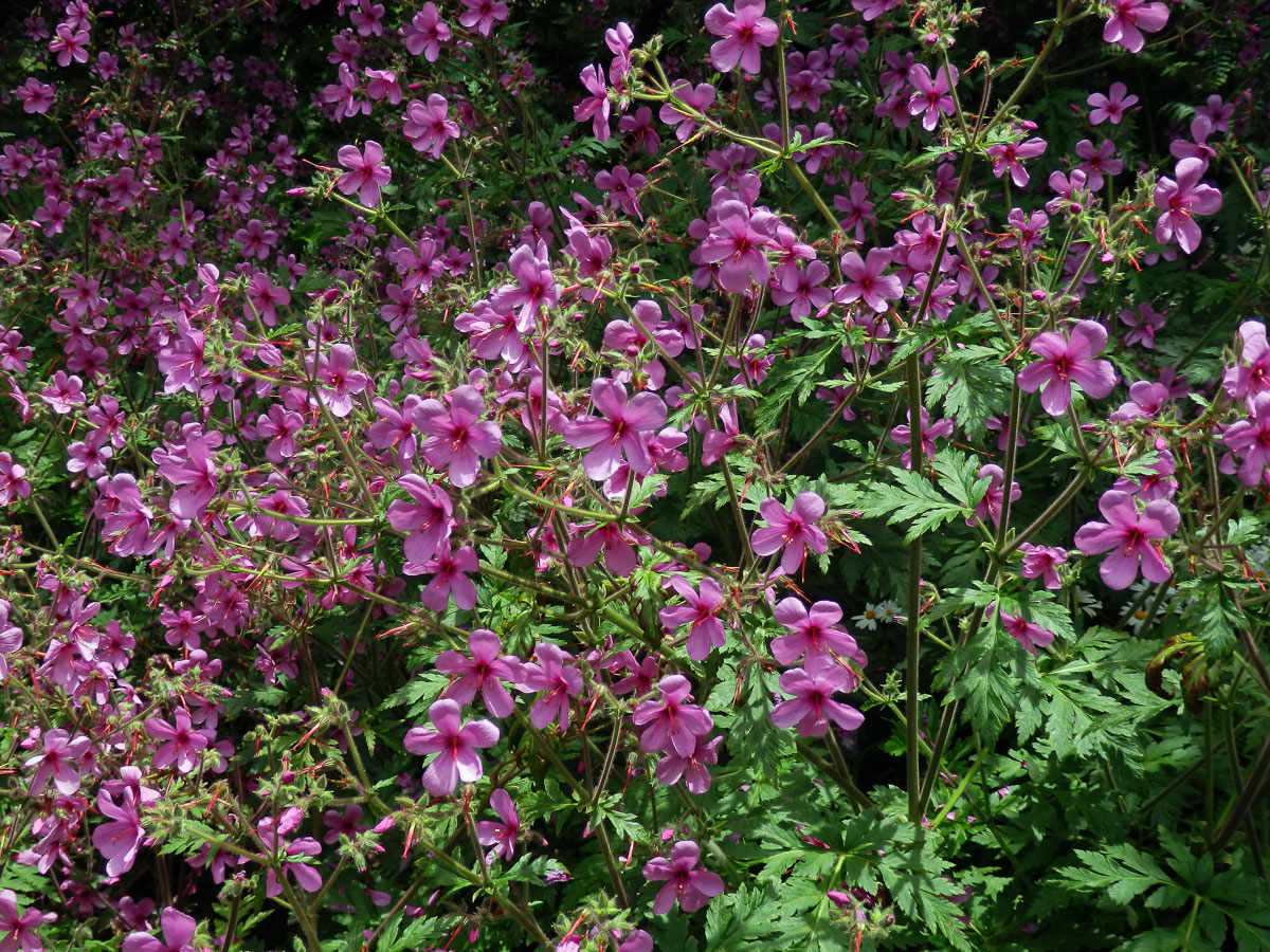 Kakost (Geranium palmatum Cav.)