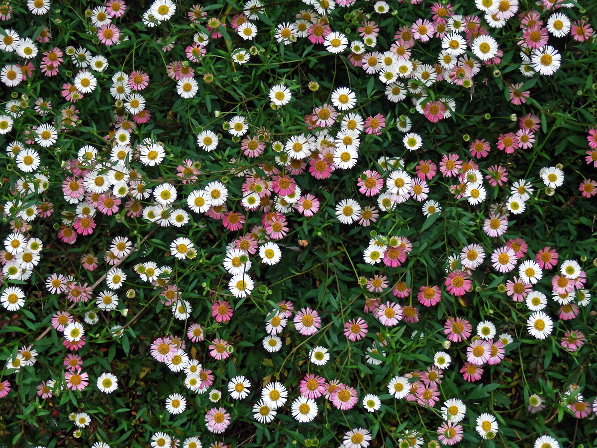 Turan Karvinského (Erigeron karvinskianus DC.)