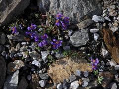 Lnice alpská (Linaria alpina (L). Mill.)