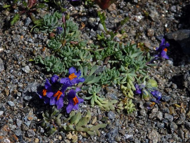 Lnice alpská (Linaria alpina (L). Mill.)