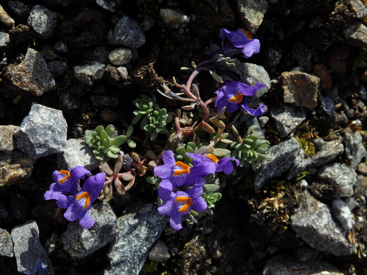 Lnice alpská (Linaria alpina (L). Mill.)