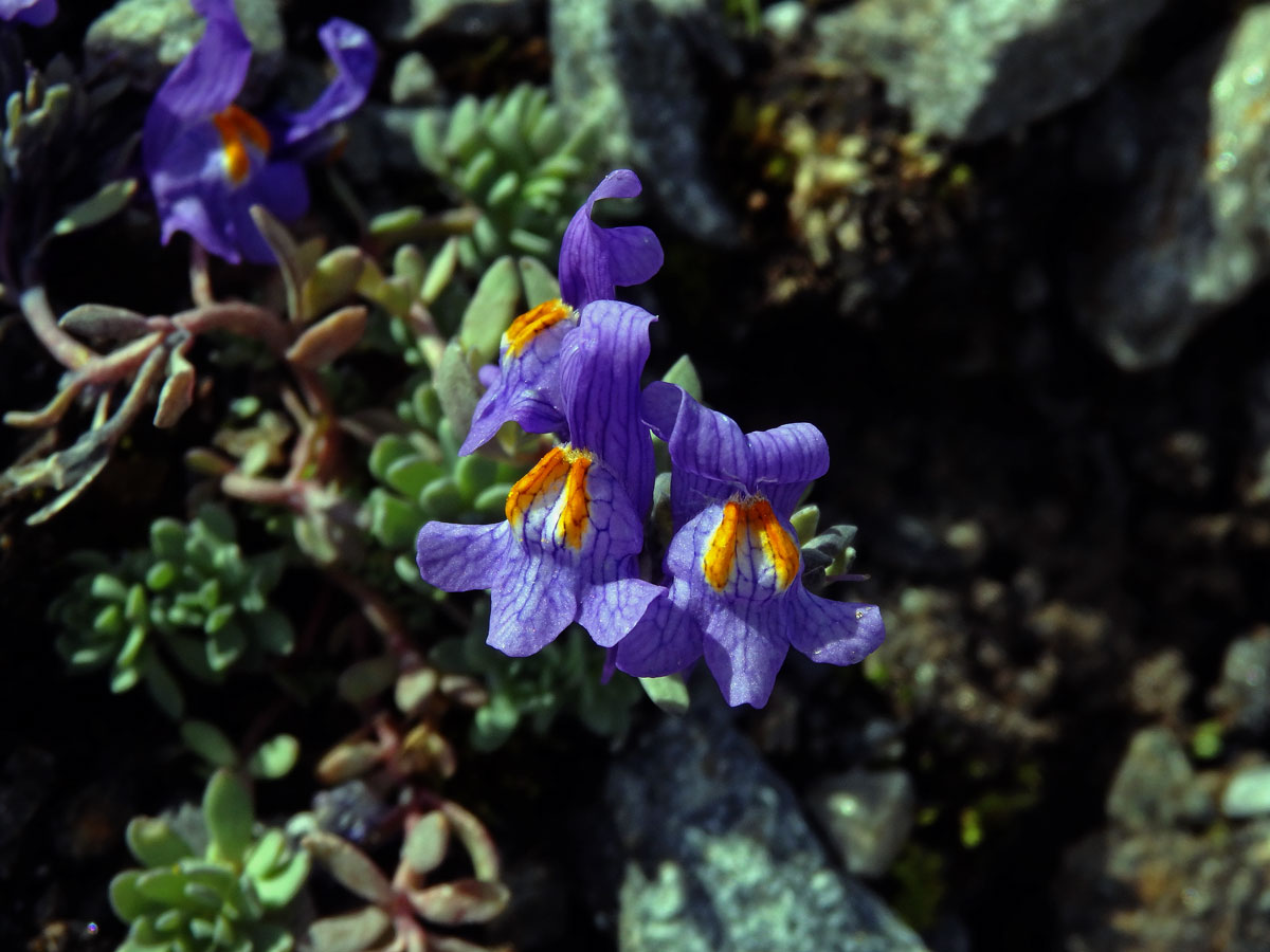 Lnice alpská (Linaria alpina (L). Mill.)