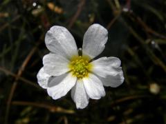 Lakušník vzplývavý - říční (Batrachium fluitans (Lamk.) Wimmer) - vícečetný květ