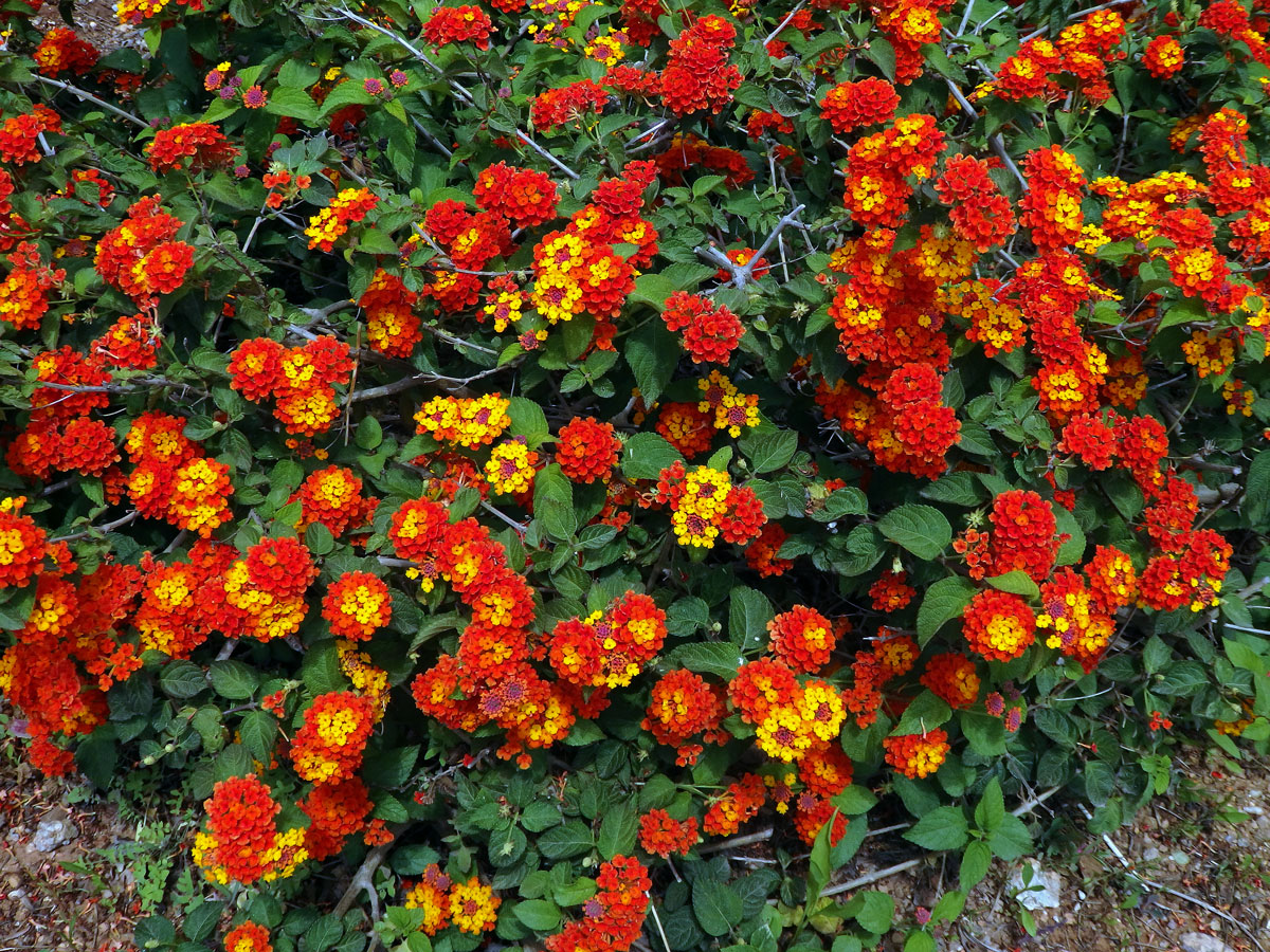 Lantána (Lantana camara L.)