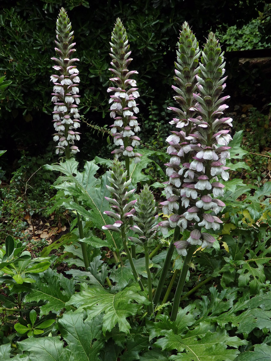 Paznehtník měkký (Acanthus mollis L.)