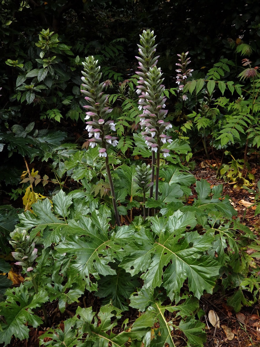 Paznehtník měkký (Acanthus mollis L.)