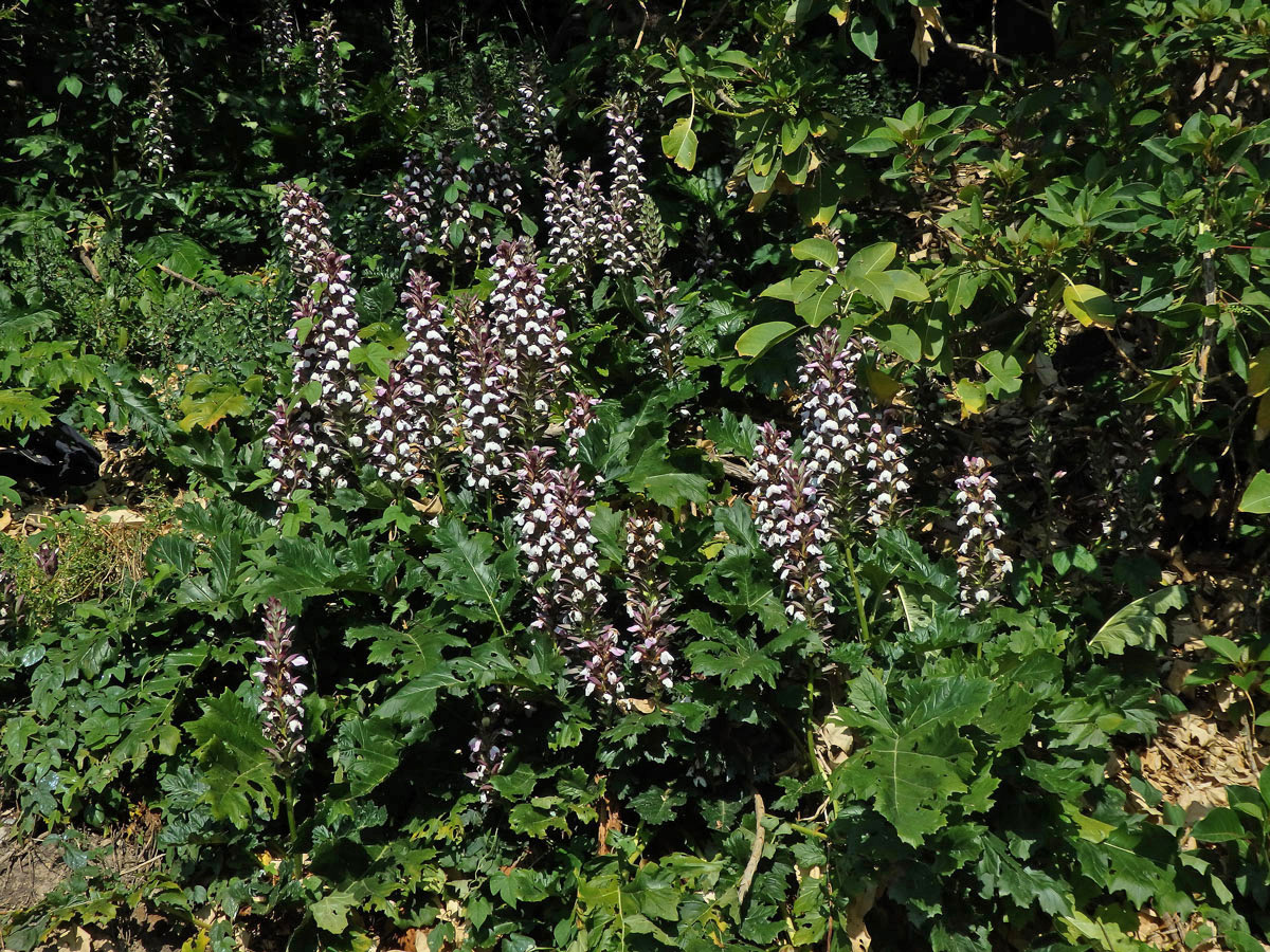 Paznehtník měkký (Acanthus mollis L.)