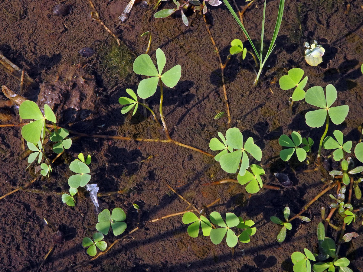 Marsilka čtyřlistá (Marsilea quadrifolia L.)