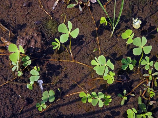 Marsilka čtyřlistá (Marsilea quadrifolia L.)