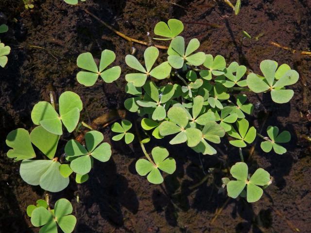 Marsilka čtyřlistá (Marsilea quadrifolia L.)