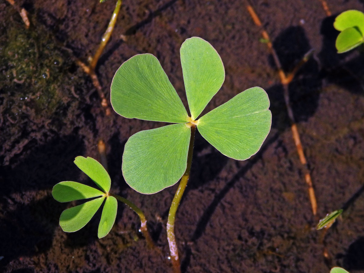 Marsilka čtyřlistá (Marsilea quadrifolia L.)