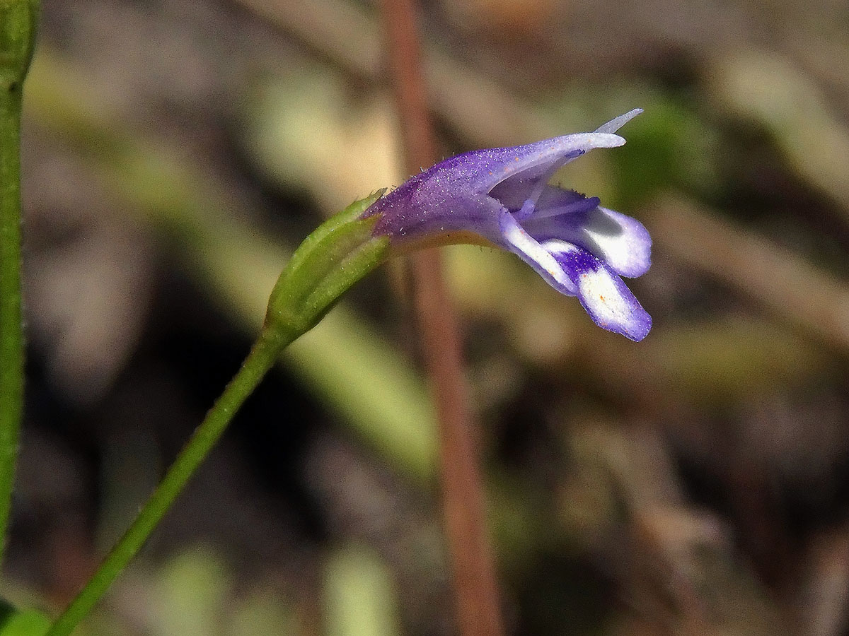 Lindernia crustacea (L.) F. Muell