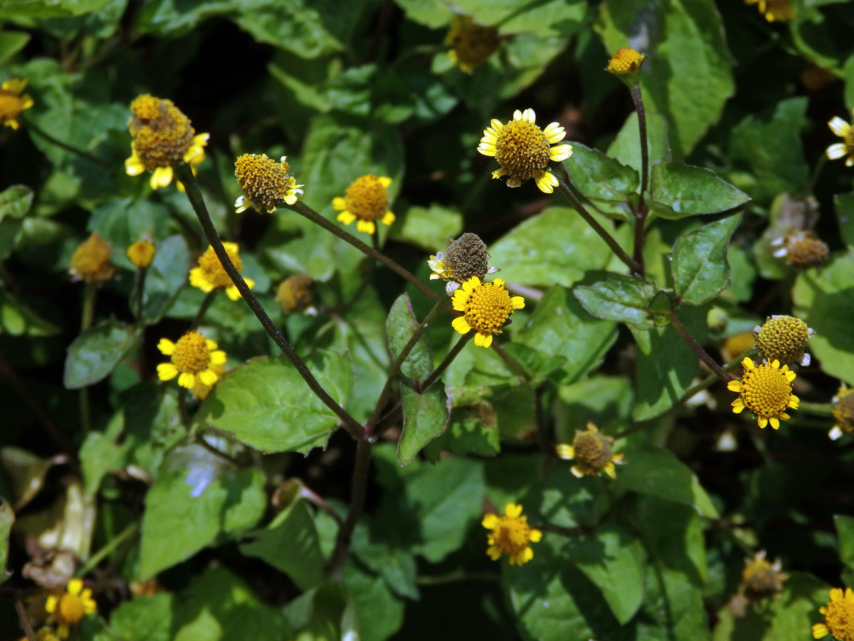 Acmella uliginosa (Sw.) Cass.