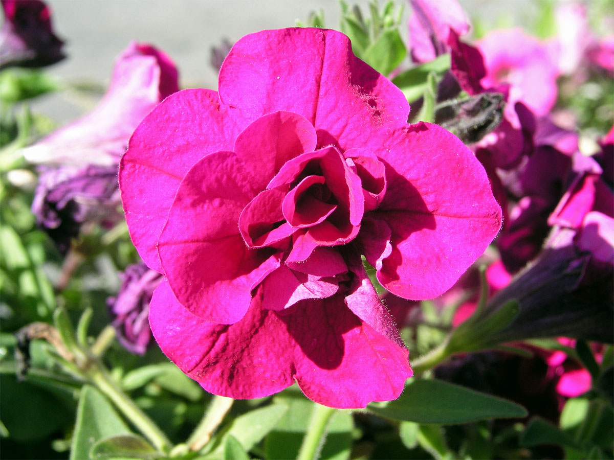 Petunie zahradní (Petunia x atkinsiana D. Don)