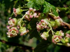 Rybíz černý (Ribes nigrum L.)