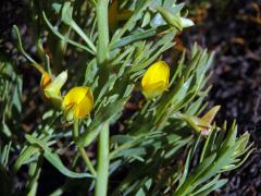 Rafnia angulata Thunb. subsp. humilis