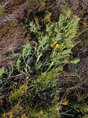 Rafnia angulata Thunb. subsp. humilis