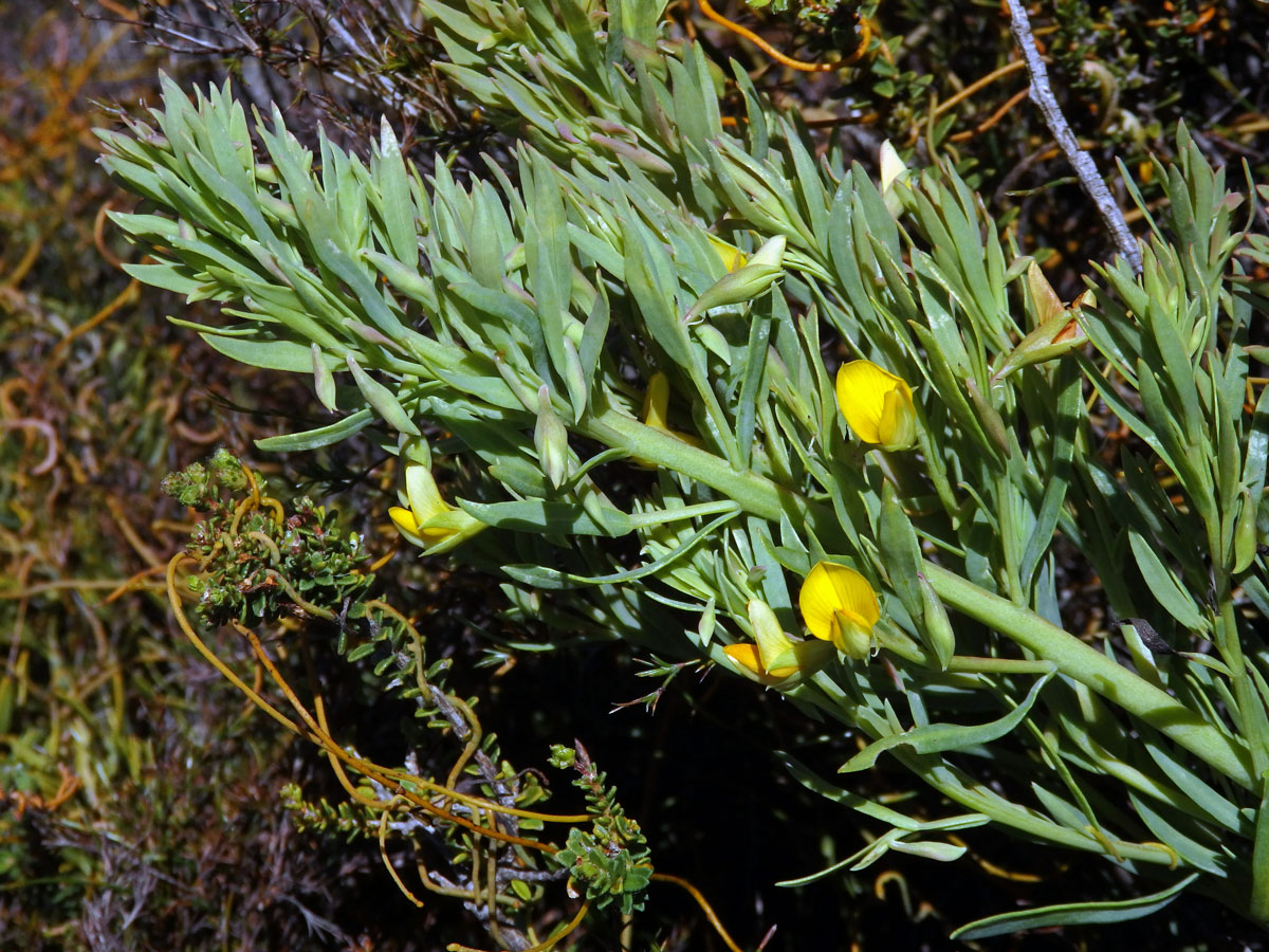 Rafnia angulata Thunb. subsp. humilis