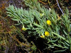 Rafnia angulata Thunb. subsp. humilis