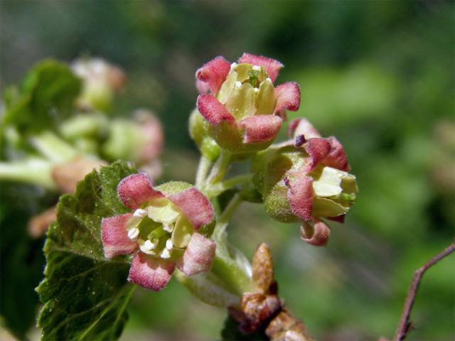 Rybíz černý (Ribes nigrum L.)