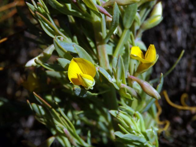 Rafnia angulata Thunb. subsp. humilis