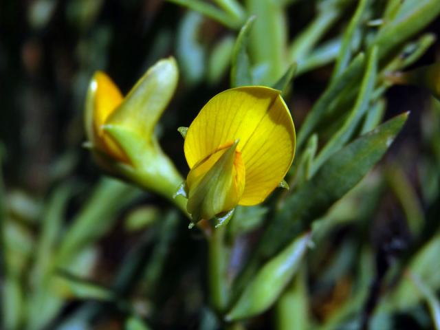 Rafnia angulata Thunb. subsp. humilis