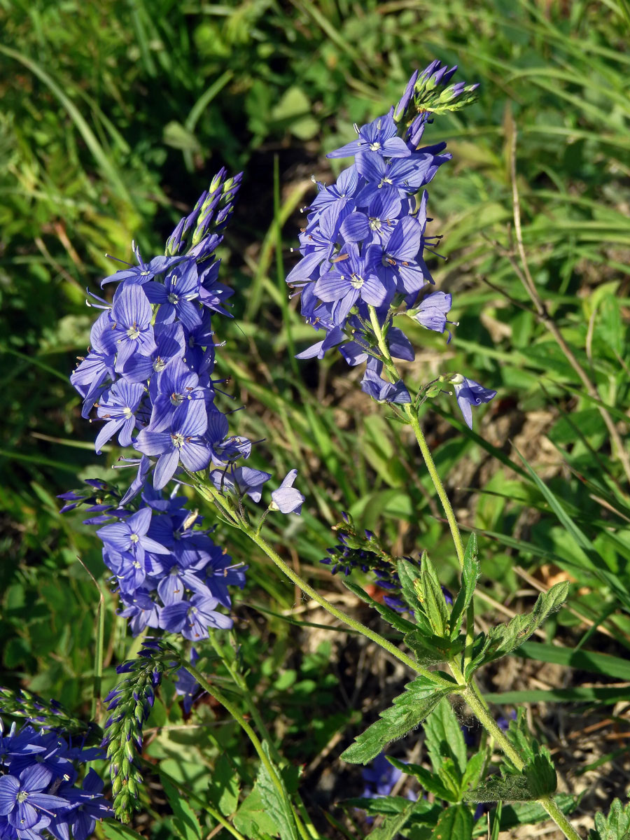 Rozrazil ožankový (Veronica teucrium L.)