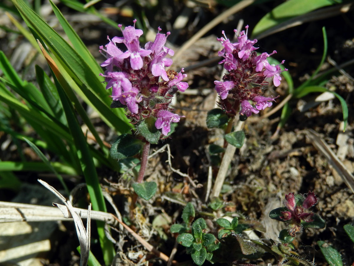 Mateřídouška úzkolistá (Thymus serpyllum L.)