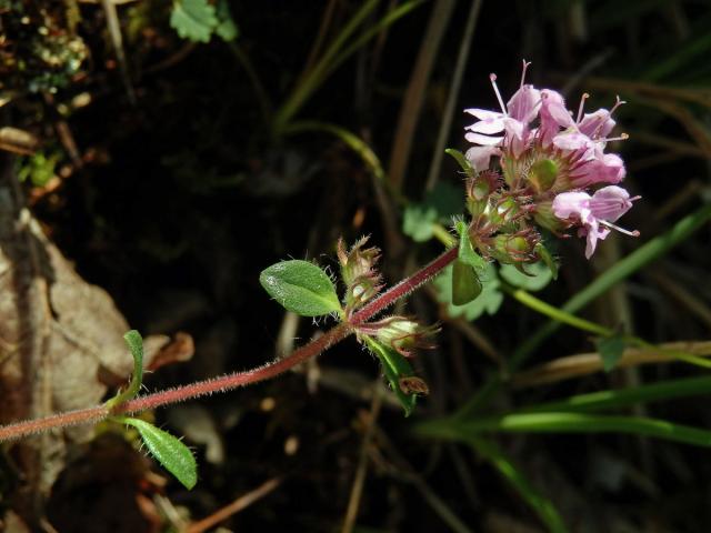 Mateřídouška úzkolistá (Thymus serpyllum L.)