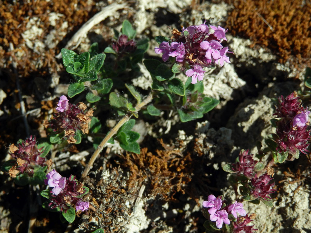 Mateřídouška úzkolistá (Thymus serpyllum L.)