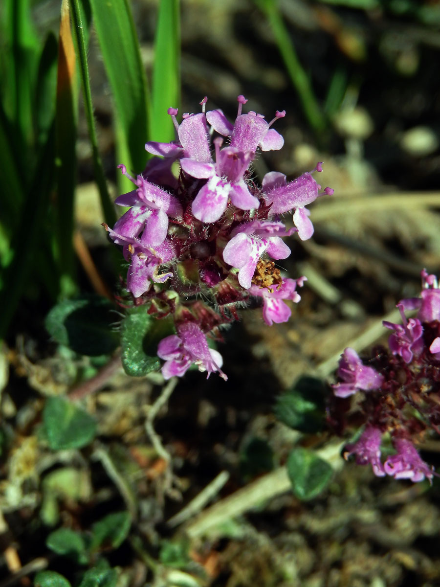 Mateřídouška úzkolistá (Thymus serpyllum L.)