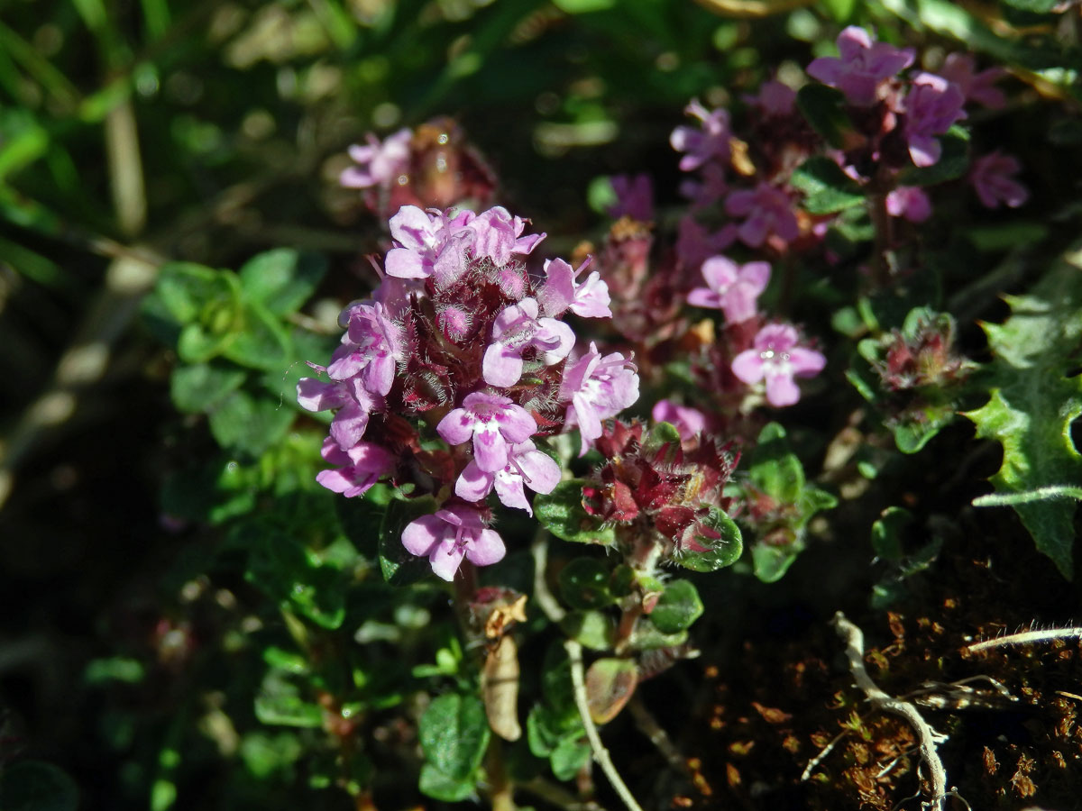 Mateřídouška úzkolistá (Thymus serpyllum L.)