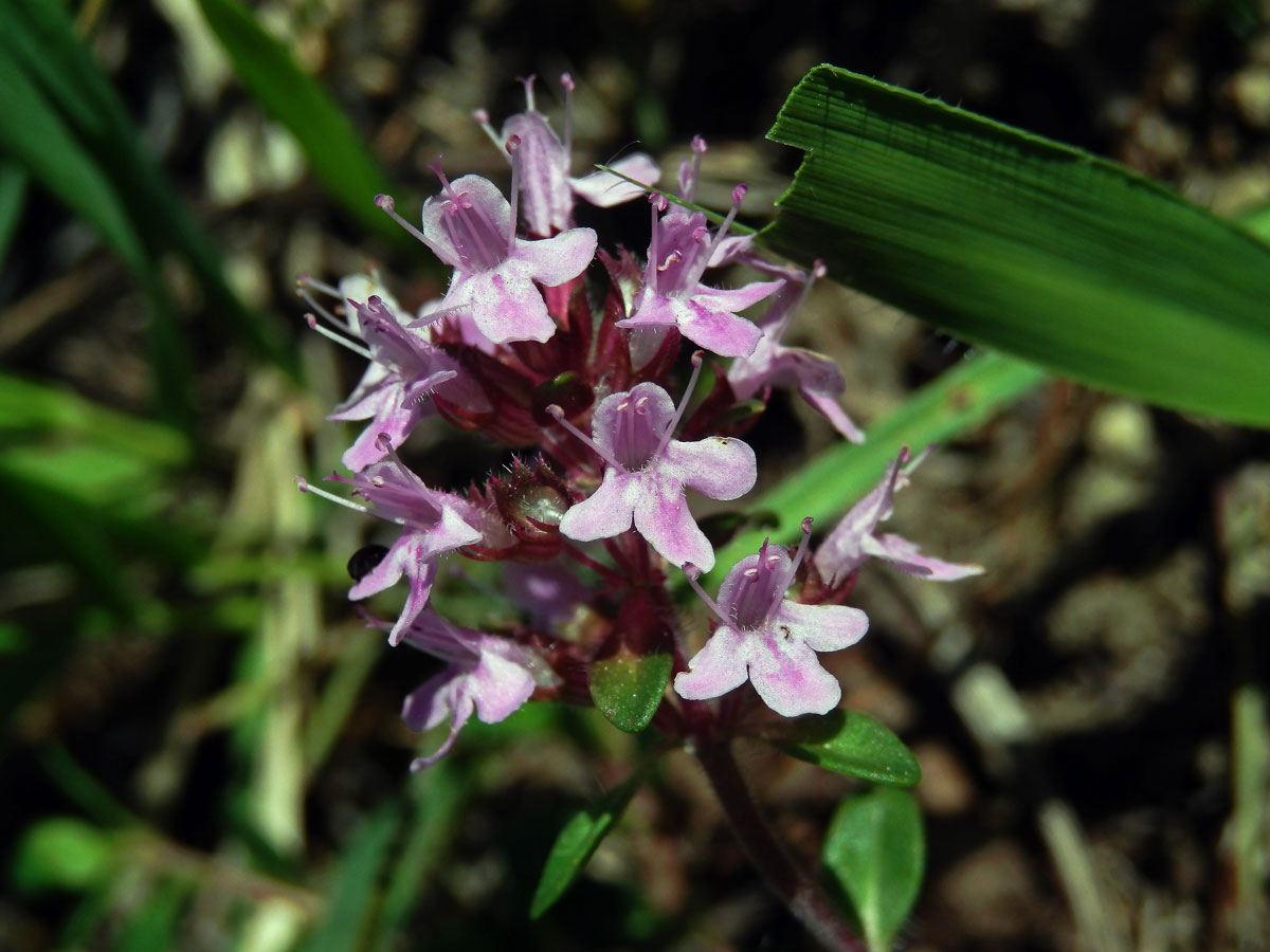 Mateřídouška úzkolistá (Thymus serpyllum L.)