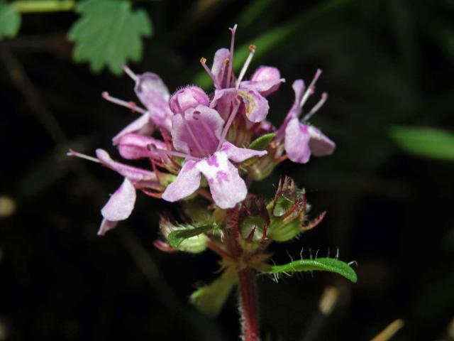 Mateřídouška úzkolistá (Thymus serpyllum L.)