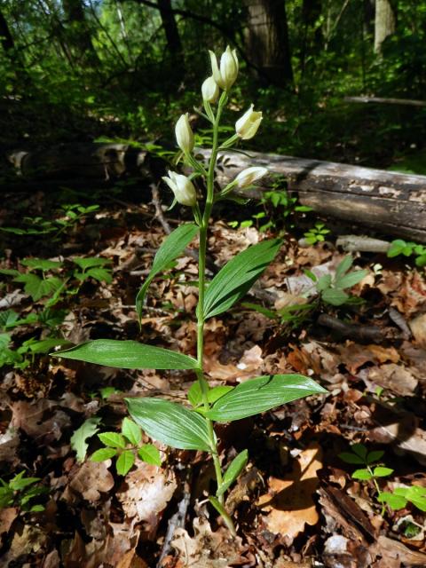 Okrotice bílá (Cephalanthera damasonium (Mill.) Druce)