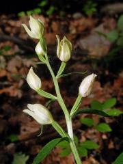 Okrotice bílá (Cephalanthera damasonium (Mill.) Druce)