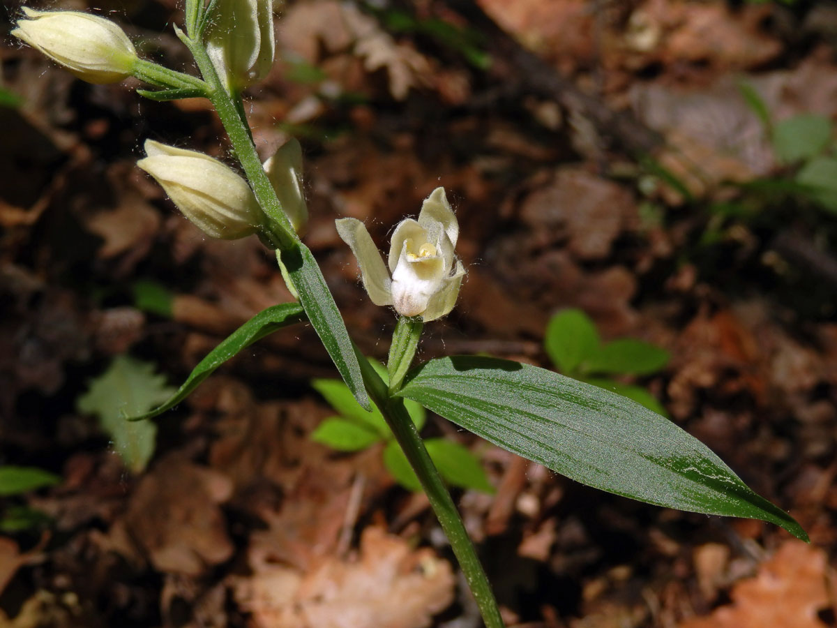 Okrotice bílá (Cephalanthera damasonium (Mill.) Druce)