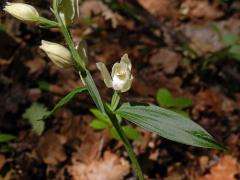 Okrotice bílá (Cephalanthera damasonium (Mill.) Druce)