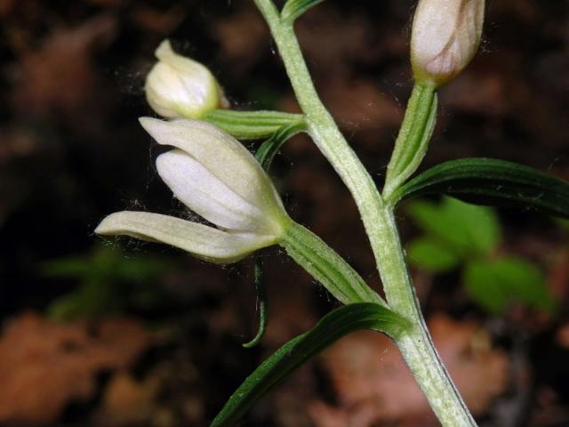 Okrotice bílá (Cephalanthera damasonium (Mill.) Druce)