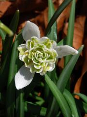 Sněženka podsněžník (Galanthus nivalis L.)