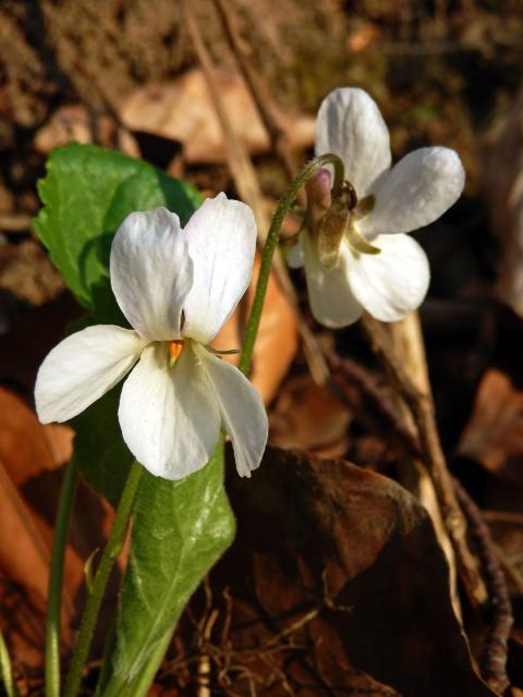 Violka vonná (Viola odorata L.) s bílými květy